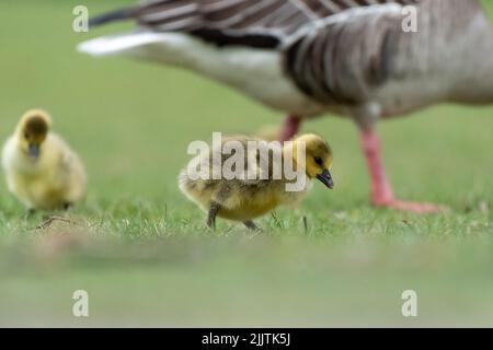 Die Mutter Gans und liebenswerte Gänse auf der Suche nach Nahrung im Gras Stockfoto