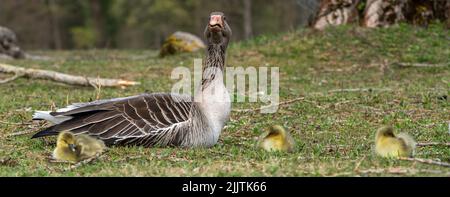 Die Mutter Gans und entzückende Gänse ruhen im Park Stockfoto