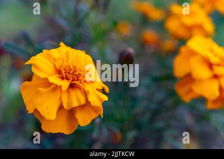 Mehrere Ringelblumen aus der Nähe. Die Ringelblumen im Blumenbeet blühten wunderschön. Helle Blumen auf grünem Hintergrund Stockfoto