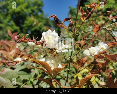 Eine Nahaufnahme der weißen Rose der Lady Banks (Rosa banksiae), die in einem Garten wächst Stockfoto