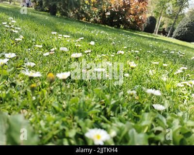 Eine Nahaufnahme von Gänseblümchen, die an einem sonnigen Tag auf einem Rasen wachsen Stockfoto