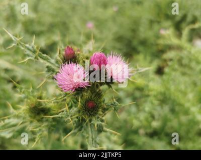 Eine Nahaufnahme von Distelmilchblüten (Silybum marianum), die in einem Garten wachsen Stockfoto