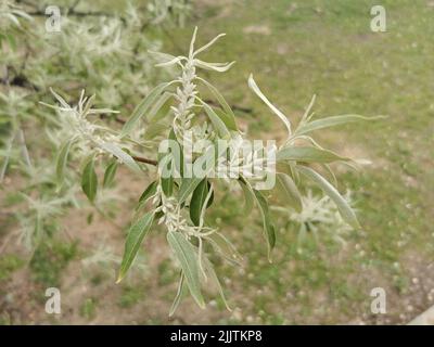 Eine Nahaufnahme der Blätter des russischen Olivenbaums (Elaeagnus angustifolia) Stockfoto