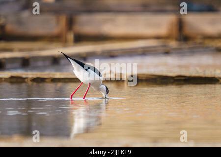 Ein wunderschöner schwarz-weißer Stelzenläufer, der auf unscharfem Hintergrund aus einem Fluss trinkt Stockfoto