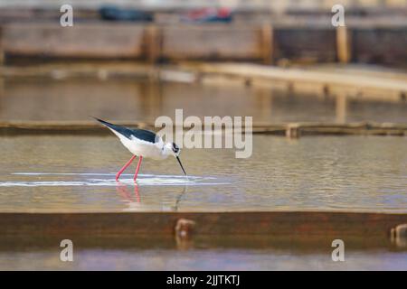 Nahaufnahme eines Schwarzflügelstelzes in einem Teich Stockfoto