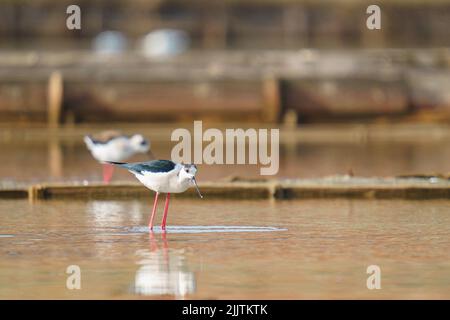 Nahaufnahme eines Schwarzflügelstelzes in einem Teich Stockfoto