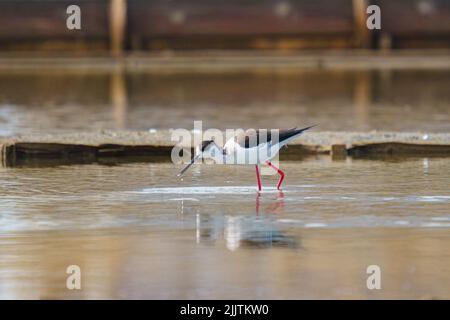 Nahaufnahme eines Schwarzflügelstelzes in einem Teich Stockfoto