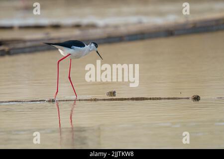 Ein wunderschöner schwarz-weißer Stelzenläufer, der in einem Fluss auf unscharfem Hintergrund nach Futter sucht Stockfoto