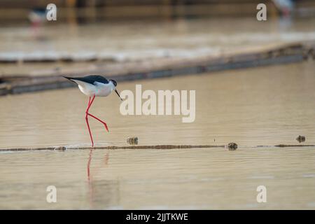 Ein wunderschöner schwarz-weißer Stelzenläufer, der in einem Fluss auf unscharfem Hintergrund nach Futter sucht Stockfoto