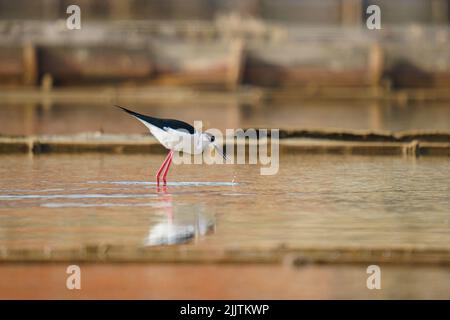 Der Vogel Schwarzflügeliger Stelzenläufer mit roten Beinen im Meer Stockfoto