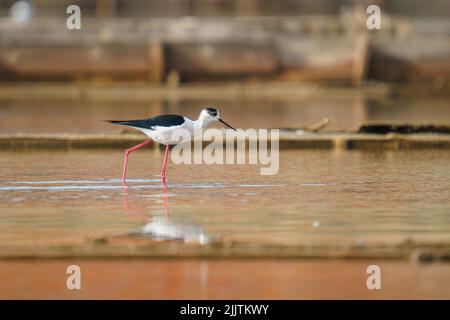 Nahaufnahme eines Schwarzflügelstelzes in einem Teich Stockfoto