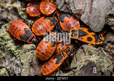 Makrofotos eines Feuerwanzes (Pyrrhocoris apterus), Makroaufnahme eines Pyrrhocoris apterus Stockfoto