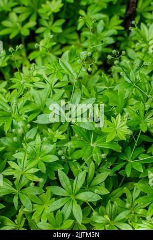 Waldmeister-Pflanze, die Blätter der Waldmeister-Pflanze Stockfoto