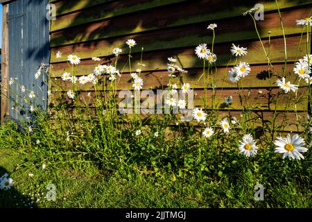 Marguerite Ochsenaugen-Gänseblümchen in einem wartungsarmen Landgarten Stockfoto