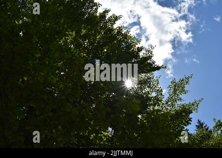 Im Sommer scheint die Sonne durch Bäume und Blätter in einem Wald mit dem wolkenbewachsenen Himmel hinter ihnen Stockfoto