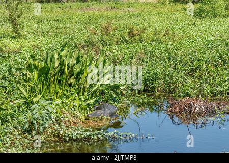 Ein amerikanischer Alligator, der im Sumpfgebiet des Circle B Bar Reserve, Florida, am Ufer sonnen wird Stockfoto