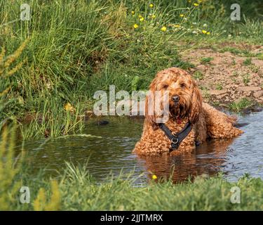 Ein roter Kakadu-Hund, der sich während eines heißen Wetters in einem lokalen Strom abkühlt Stockfoto