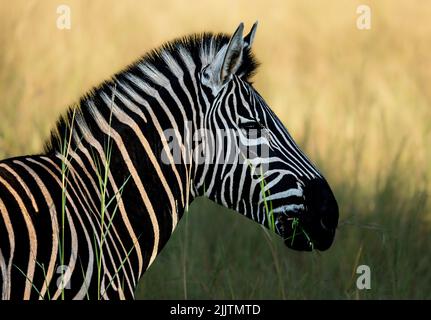 Nahaufnahme eines Zebras gegen verschwommenes Grasfeld Stockfoto