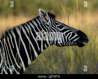 Nahaufnahme eines Zebras gegen verschwommenes Grasfeld Stockfoto