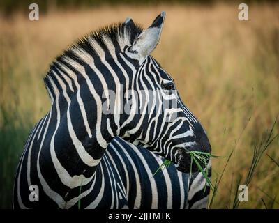 Nahaufnahme eines Zebras gegen verschwommenes Grasfeld Stockfoto