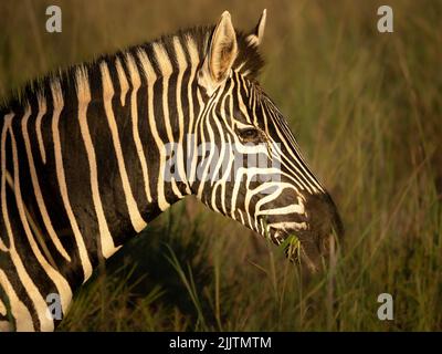 Nahaufnahme eines Zebras gegen verschwommenes Grasfeld Stockfoto