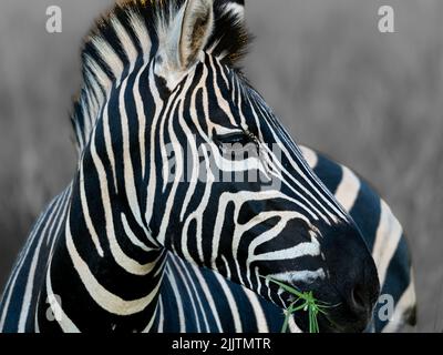 Nahaufnahme eines Zebras auf verschwommenem Hintergrund in Schwarz und Weiß Stockfoto