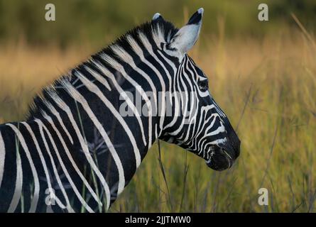 Nahaufnahme eines Zebras gegen verschwommenes Grasfeld Stockfoto