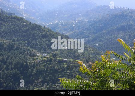 Die üppig grüne Toona sinensis mit Hügeln und Tälern im Hintergrund in Aza Kashmir, Pakistan Stockfoto