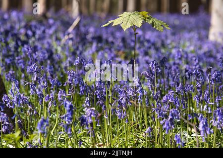 Eine Nahaufnahme von Bluebell-Blüten in einem Wald in Hallerbos, Belgien Stockfoto