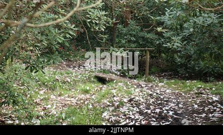 Eine kleine Holzbrücke in einem dichten grünen Wald Stockfoto