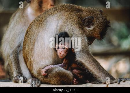 Eine wunderschöne Aufnahme eines Affen, der sich um sein Baby schmiegt Stockfoto