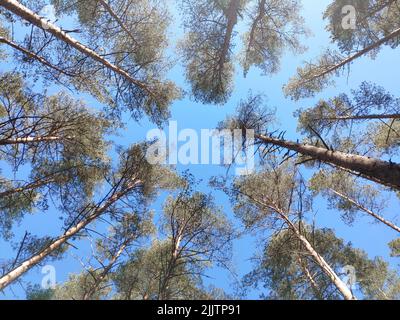 Ein niedriger Winkel Blick auf Pinien im Wald Stockfoto