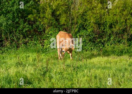 Ein Schuss eines gefesselten Viehs in der Natur Stockfoto