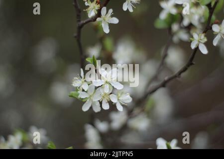 Eine selektive Fokusaufnahme von weißen Blüten auf einem Baum Stockfoto