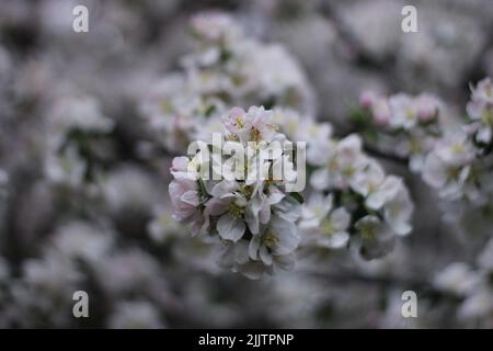 Eine selektive Fokusaufnahme von weißen Blüten auf einem Baum Stockfoto