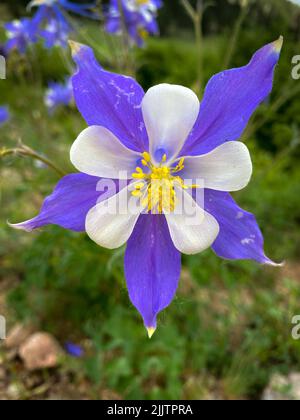 Eine vertikale Aufnahme einer blühenden Säulenblume in einem Garten Stockfoto