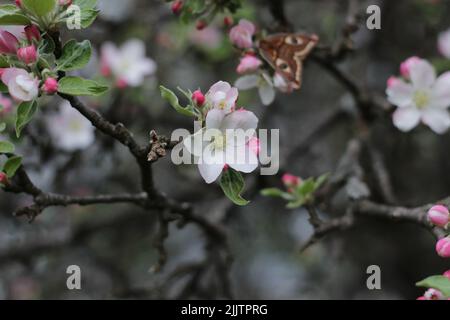 Eine selektive Fokusaufnahme von weißen Blüten und rosa Knospen auf einem Baum Stockfoto