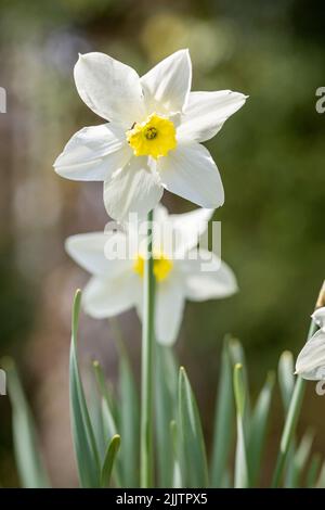 Eine Nahaufnahme von Narcissus Blumen in einem Park Stockfoto