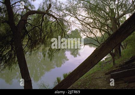 River Darling in Bourke, New South Wales, Australien: Überhängende Bäume umrahmen die sonnendurchflutete Biegung im Fluss Stockfoto