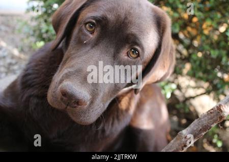 Schokoladengesicht in Nahaufnahme. Stockfoto