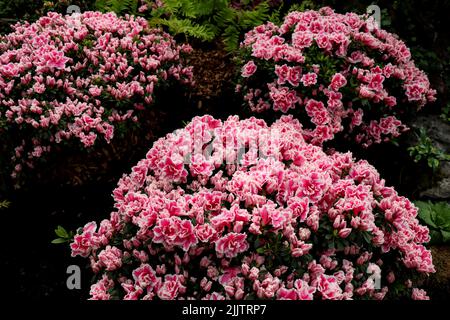 Die Nahaufnahme von rosa-roten sanften Rhododendronblütenbüschen im Garten Stockfoto