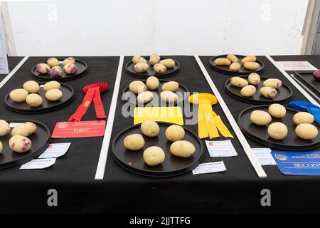 Die Gemüseshow auf der New Forest und Hampshire County Show im Juli 2022, England, Großbritannien. Kartoffeln auf dem Display. Stockfoto