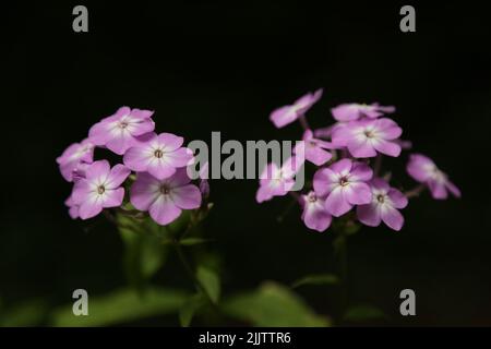 Eine Nahaufnahme von blühenden violetten Phlox-Blüten, isoliert auf schwarzem Hintergrund Stockfoto
