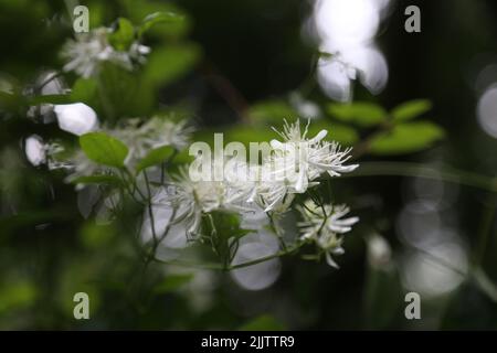 Eine Nahaufnahme von blühenden weißen Clematis-Blüten, isoliert in grüner Natur Stockfoto