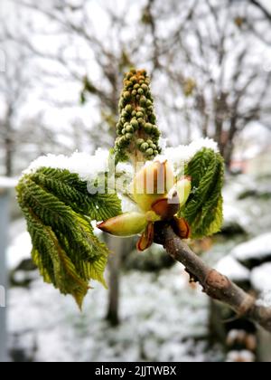 Eine Nahaufnahme von Rosskastanienblütenknospen auf einem Zweig unter dem Schnee Stockfoto