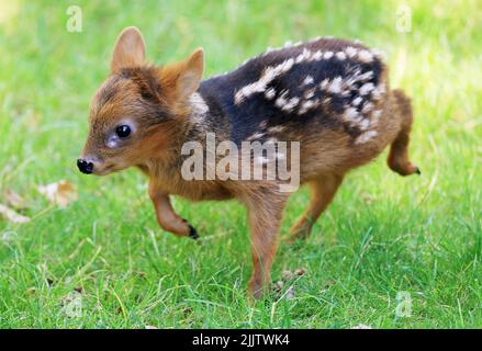 Köln, Deutschland. 28.. Juli 2022. Southern pudu 'Alvess', geboren am 17. Juli 2022, geht durch ein Gehege. Die südlichen Poodus gelten als eine der kleinsten Hirscharten der Welt. Quelle: Oliver Berg/dpa/Alamy Live News Stockfoto