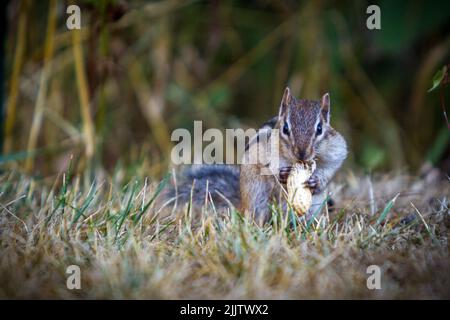 Ein asiatisches Chipmunk-Eichhörnchen, das auf einem verschwommenen Hintergrund eine Erdnuss auf dem Boden frisst Stockfoto