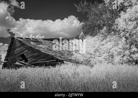 Ein altes, gebrochenes, hölzernes Bauernhaus auf einem Feld unter Bäumen unter wolkendem Himmel in Schwarz und Weiß. Manitoba, Kanada Stockfoto