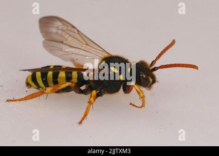 Seitliche Nahaufnahme einer schwarz-weißen Gooden-Nomadenbiene, Nomada goodeniana gegen einen weißen Hintergrund Stockfoto