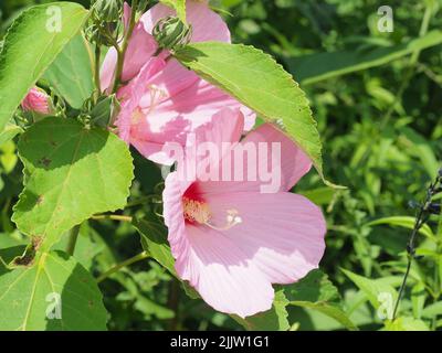 Nahaufnahme von rosa Hibiskusblütenköpfen mit grünem Laub Stockfoto
